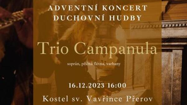 Trio Campanula
