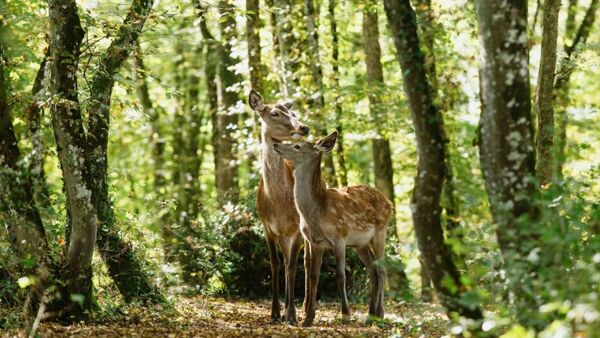 Bambi: Příběh života z lesů