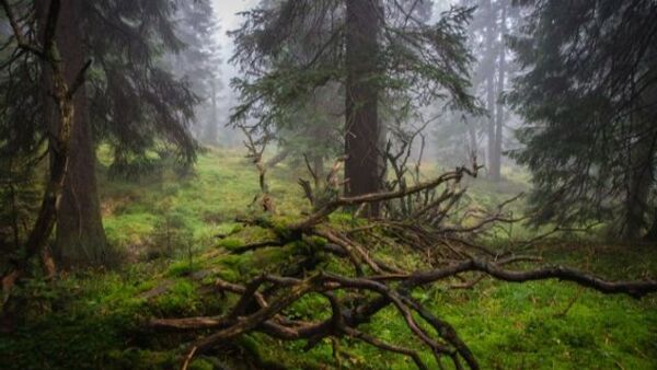 Jeseníky - království horské divočiny